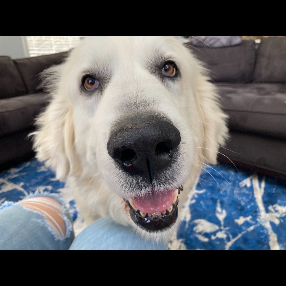 Meet your Posher, Annabelle